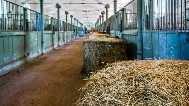 Stado Ogierów w Kętrzynie - zdjęcie 28