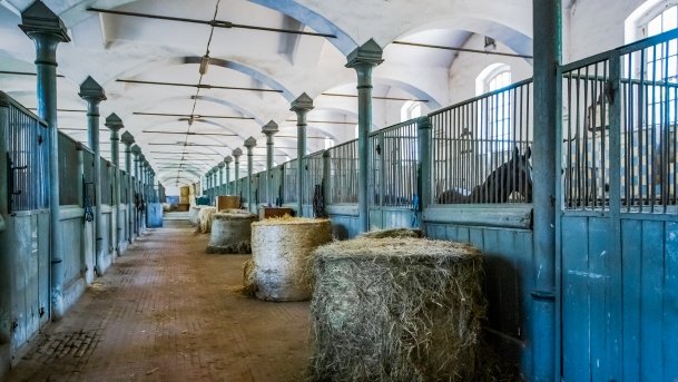 Stado Ogierów w Kętrzynie - zdjęcie 26