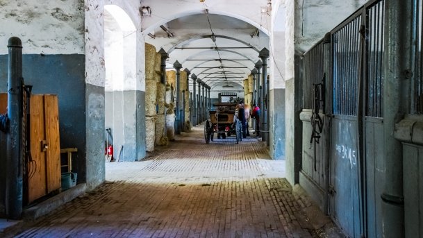 Stado Ogierów w Kętrzynie - zdjęcie 25