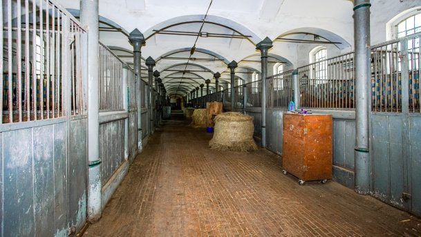 Stado Ogierów w Kętrzynie - zdjęcie 24