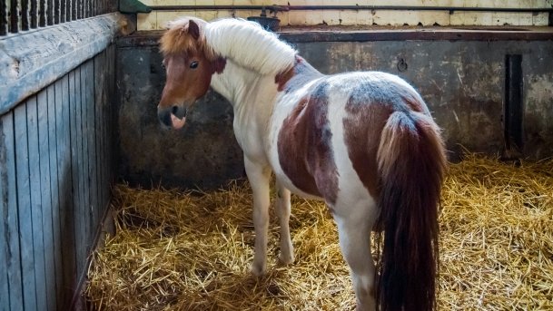 Stado Ogierów w Kętrzynie - zdjęcie 22