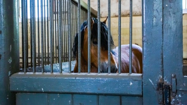 Stado Ogierów w Kętrzynie - zdjęcie 21