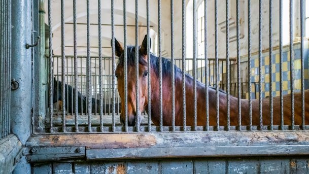 Stado Ogierów w Kętrzynie - zdjęcie 20