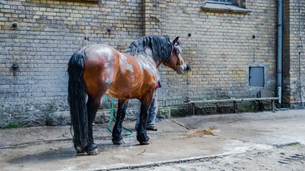 Stado Ogierów w Kętrzynie - zdjęcie 19