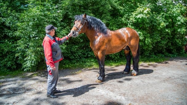 Stado Ogierów w Kętrzynie - zdjęcie 18