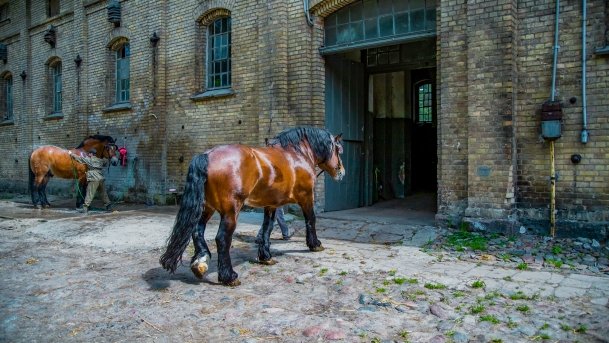 Stado Ogierów w Kętrzynie - zdjęcie 17