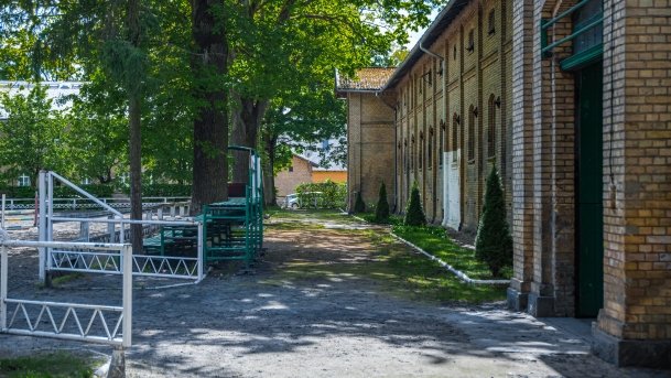 Stado Ogierów w Kętrzynie - zdjęcie 10