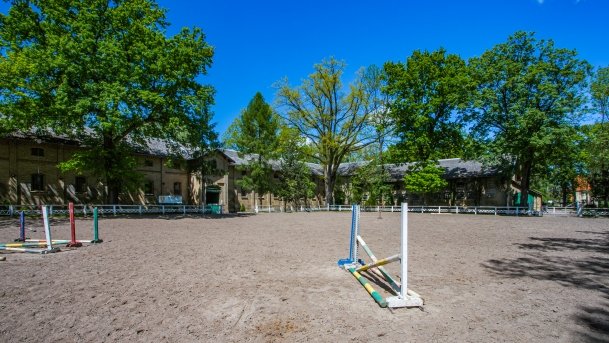 Stado Ogierów w Kętrzynie - zdjęcie 8