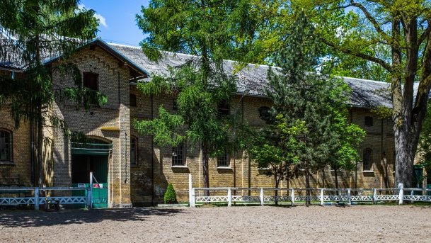 Stado Ogierów w Kętrzynie - zdjęcie 5