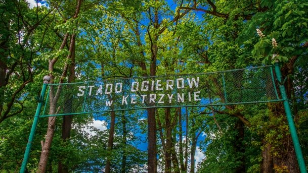 Stado Ogierów w Kętrzynie - zdjęcie 2