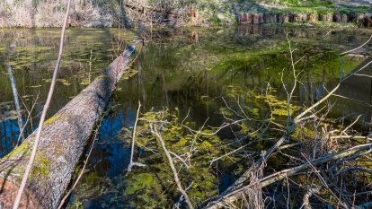 Śluza Leśniewo Górne