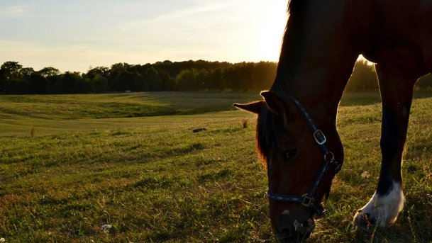 Stajnia Melnik Nowy Harsz - zdjęcie 11