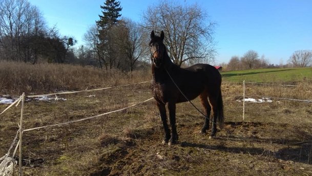Stajnia Melnik Nowy Harsz - zdjęcie 9