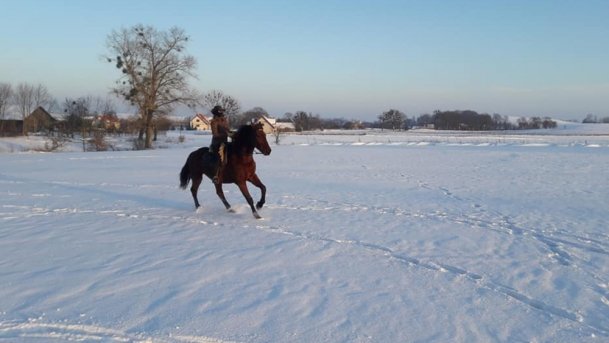 Stajnia Melnik Nowy Harsz - zdjęcie 8