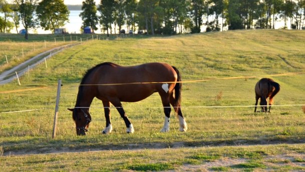 Stajnia Melnik Nowy Harsz - zdjęcie 7
