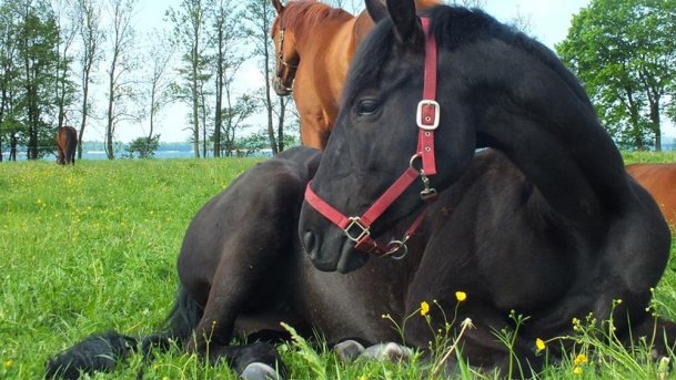 Stajnia Melnik Nowy Harsz - zdjęcie 6