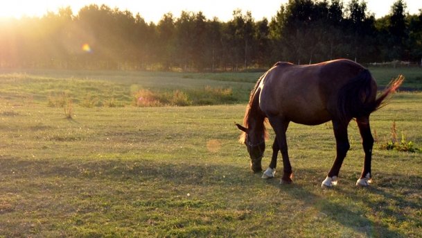 Stajnia Melnik Nowy Harsz - zdjęcie 5