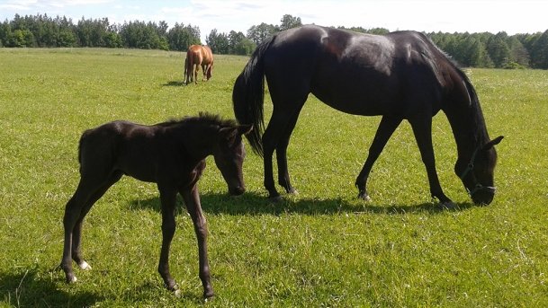 Stajnia Melnik Nowy Harsz - zdjęcie 4