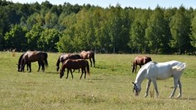 Stajnia Melnik Nowy Harsz