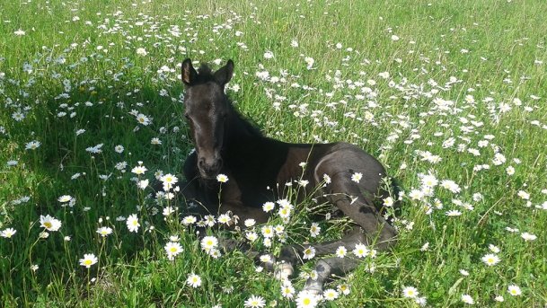 Stajnia Melnik Nowy Harsz - zdjęcie 2