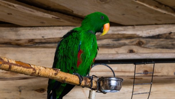 Papugarnia Wilkasy - zdjęcie 44