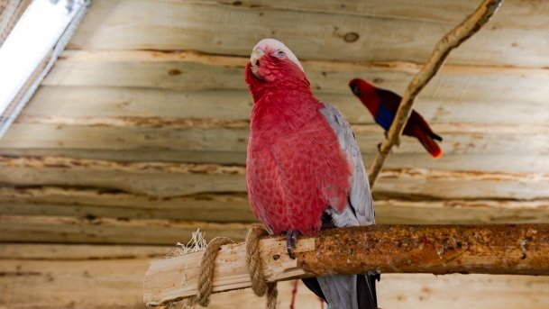 Papugarnia Wilkasy - zdjęcie 43