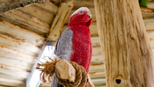 Papugarnia Wilkasy - zdjęcie 42