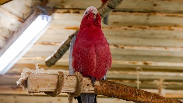 Papugarnia Wilkasy - zdjęcie 41