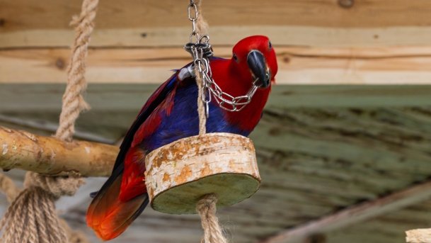 Papugarnia Wilkasy - zdjęcie 40