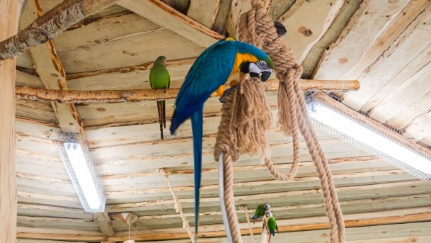 Papugarnia Wilkasy - zdjęcie 39