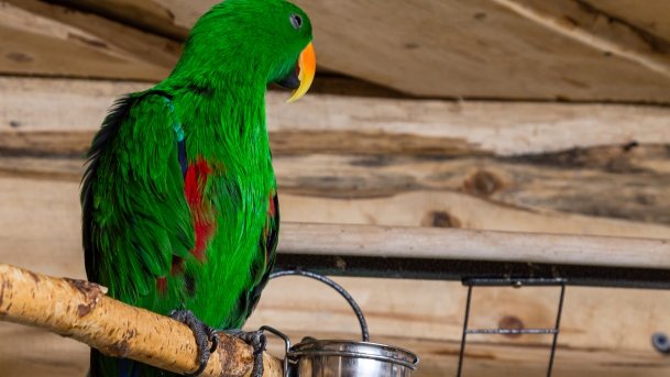 Papugarnia Wilkasy - zdjęcie 38