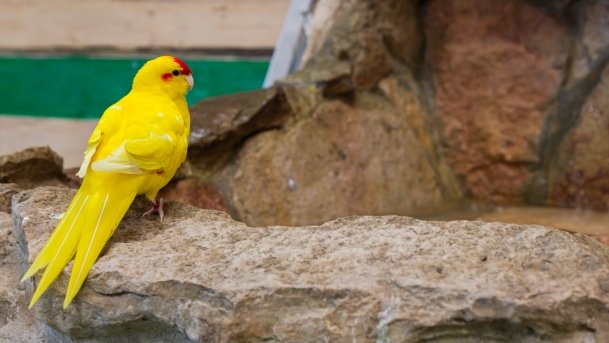 Papugarnia Wilkasy - zdjęcie 37