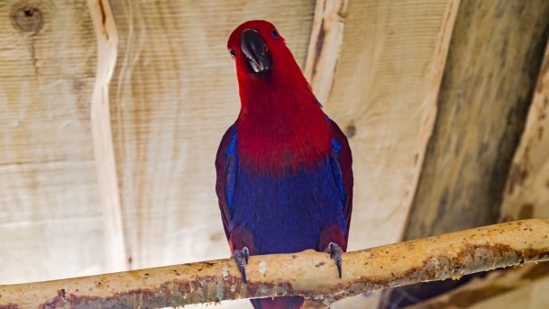 Papugarnia Wilkasy - zdjęcie 35