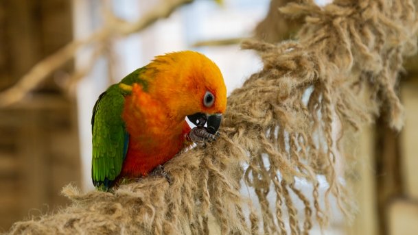 Papugarnia Wilkasy - zdjęcie 34