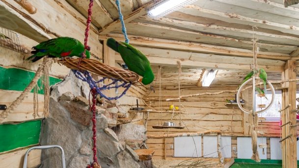 Papugarnia Wilkasy - zdjęcie 33