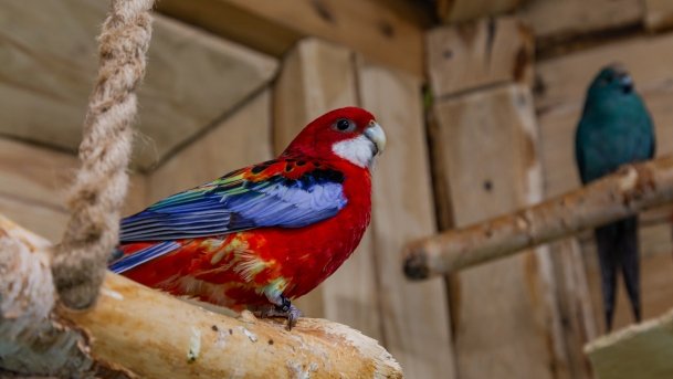 Papugarnia Wilkasy - zdjęcie 32