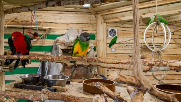 Papugarnia Wilkasy - zdjęcie 31