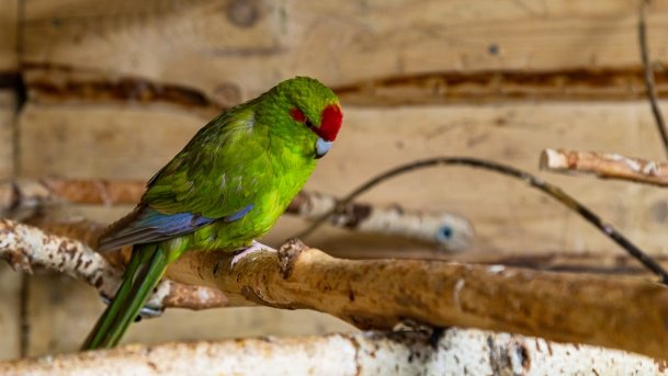 Papugarnia Wilkasy - zdjęcie 30