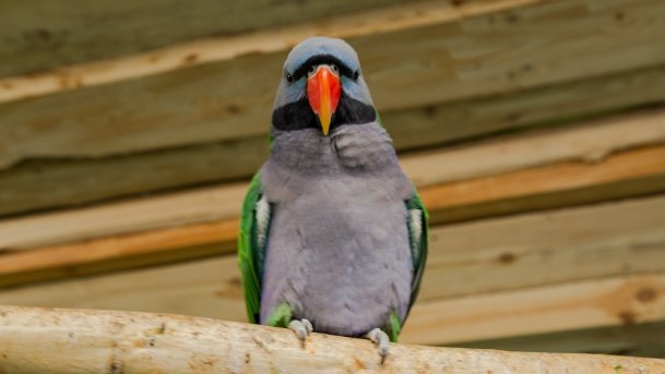 Papugarnia Wilkasy - zdjęcie 29