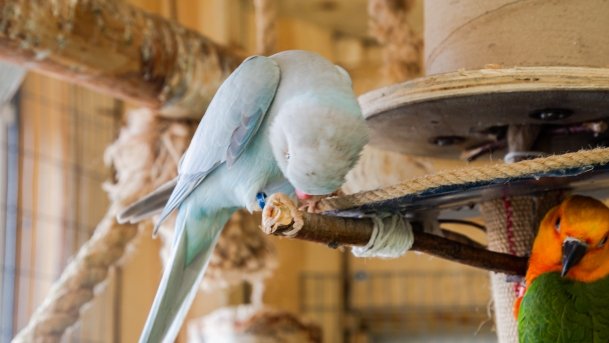 Papugarnia Wilkasy - zdjęcie 28