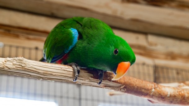 Papugarnia Wilkasy - zdjęcie 27