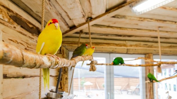 Papugarnia Wilkasy - zdjęcie 26