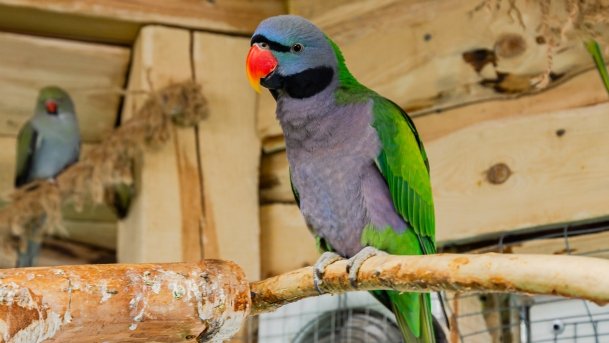 Papugarnia Wilkasy - zdjęcie 25