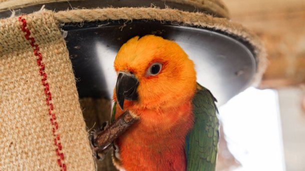 Papugarnia Wilkasy - zdjęcie 24