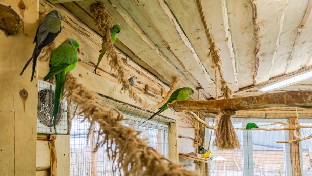 Papugarnia Wilkasy - zdjęcie 23