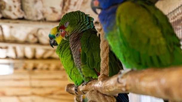 Papugarnia Wilkasy - zdjęcie 22