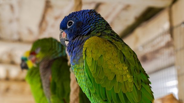 Papugarnia Wilkasy - zdjęcie 21