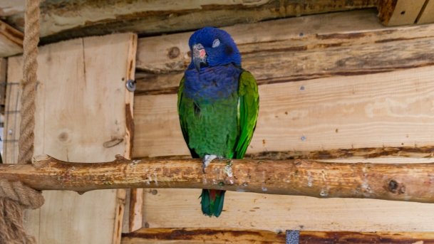 Papugarnia Wilkasy - zdjęcie 20