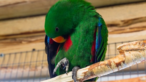 Papugarnia Wilkasy - zdjęcie 19