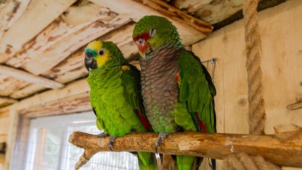 Papugarnia Wilkasy - zdjęcie 18